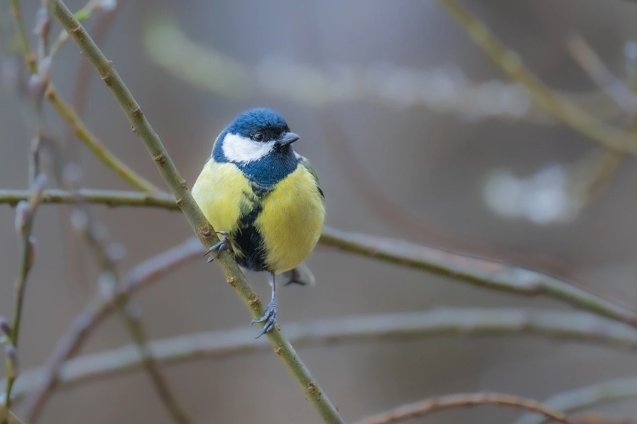 bird