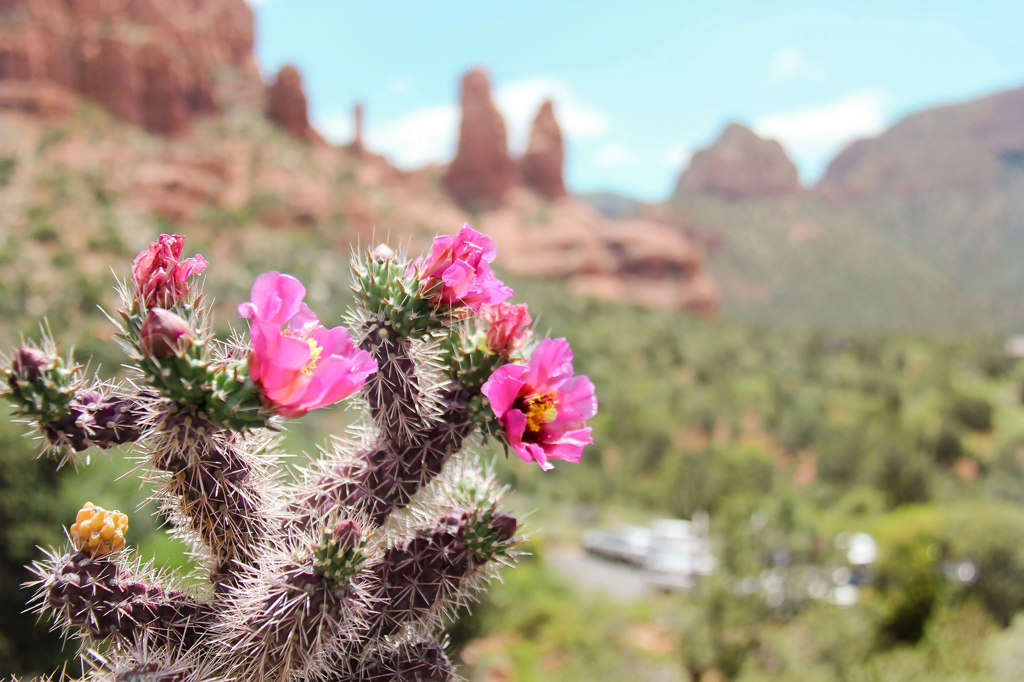 Spring in Sedona Arizona