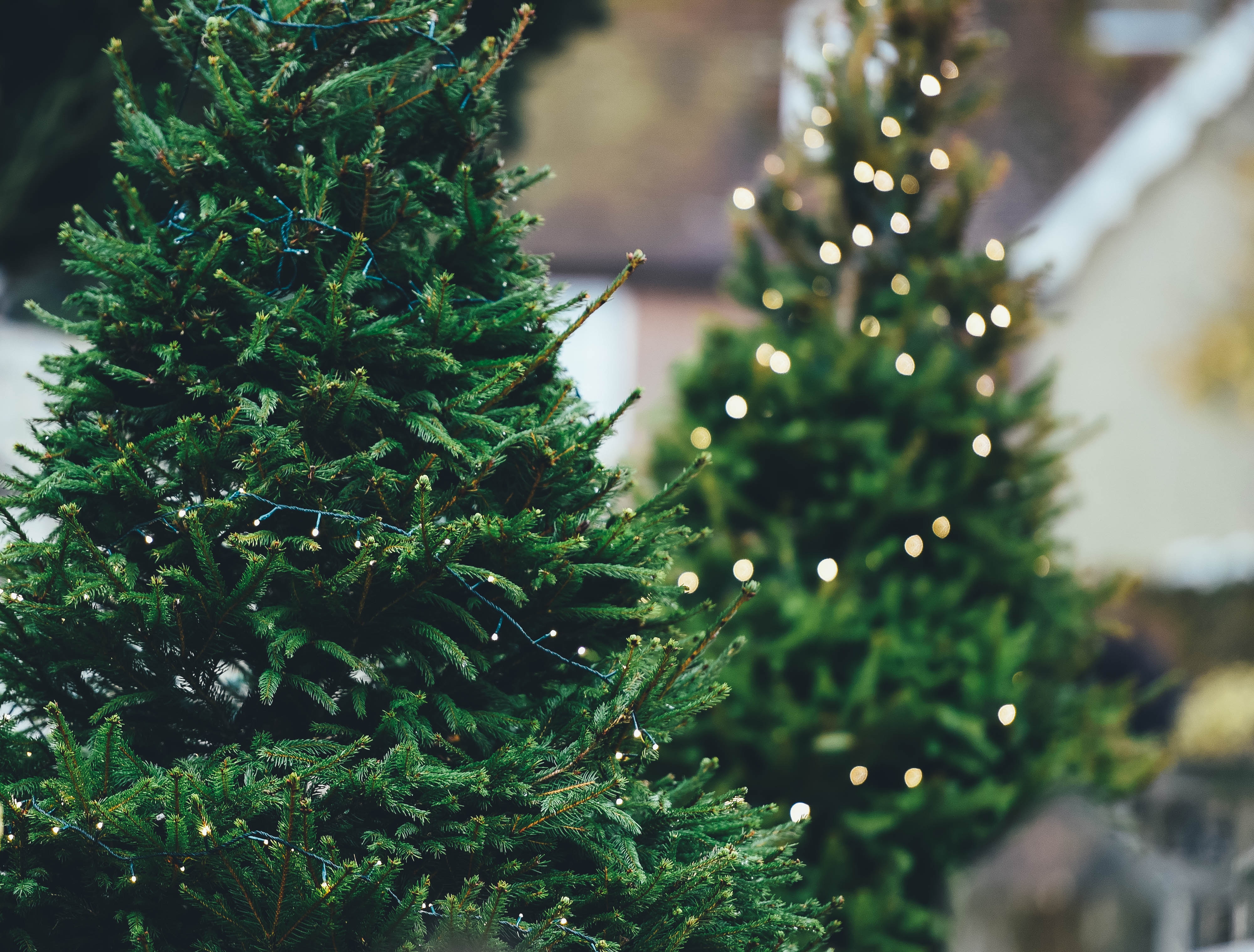 Christmas trees during Christmas in Sedona