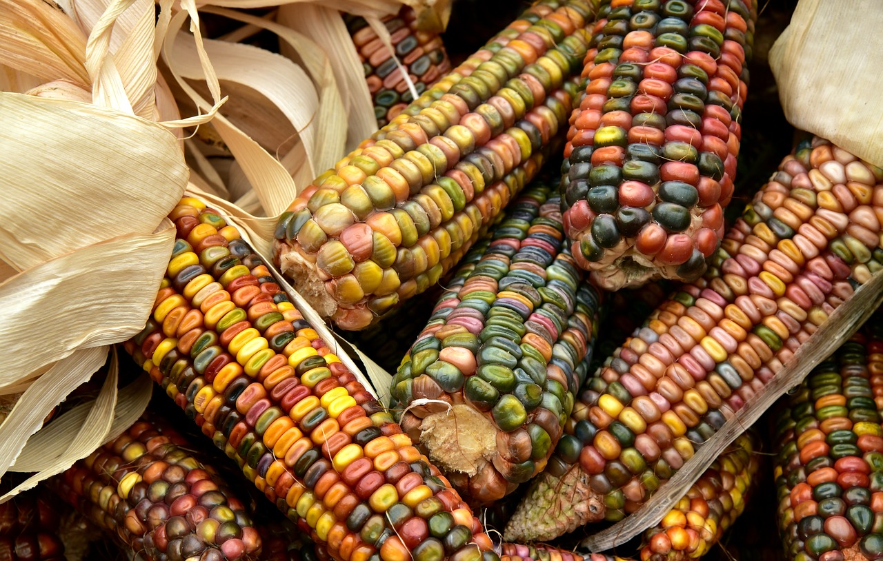 Corn at Sedona thanksiving