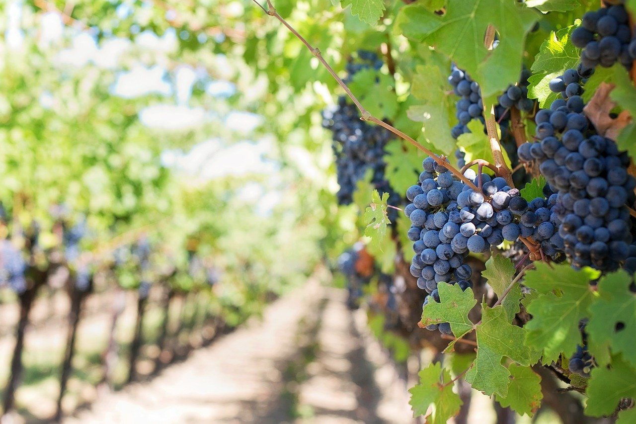 Grapes hanging in a Sedona vineyard